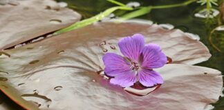 Jak powinno się spać na poduszce ortopedycznej?