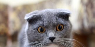 Jak pozbyć się obwisłej skóry na szyi?