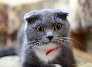 Jak pozbyć się obwisłej skóry na szyi?