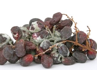 Czym dezynfekować odleżyny?