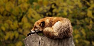 Jaka poduszka do spania na boku i plecach?