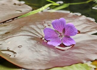 Jak spać na poduszce memory?