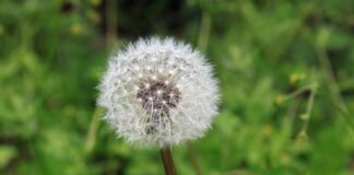 Czym smarować swędzące uczulenie?