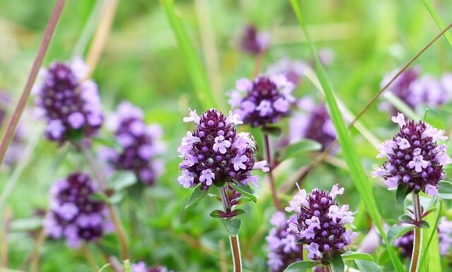 Jak dostać wózek inwalidzki za darmo?