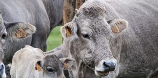 Co to jest jak swędzą łydki?