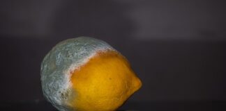 Gdzie wyrzucić spleśniały chleb?