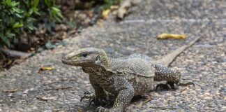 Czy lekarz rodzinny może dać skierowanie na ortezę? Czy lekarz rodzinny może dać skierowanie na ortezę?