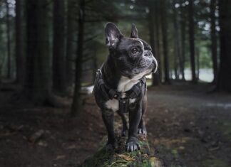 Do czego służy uprząż?