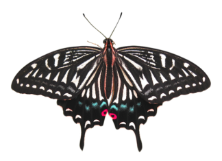 Ile trwa usuniecie cewnika jj?