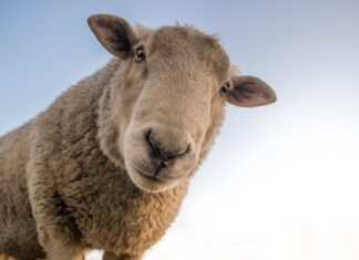 Co to jest wełna merynosów?