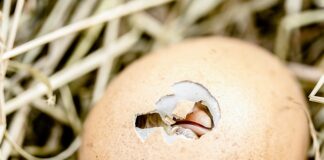 Gdzie wyrzucać skorupki z jajek?