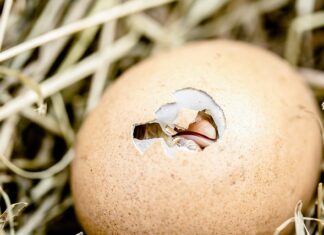 Gdzie wyrzucać skorupki z jajek? Gdzie wyrzucać skorupki z jajek?