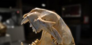 Czy po zdjęciu szwów trzeba nosić opatrunek? Czy po zdjęciu szwów trzeba nosić opatrunek?