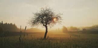 Co stosować na trudno gojące się rany?