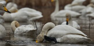 Dlaczego swędzi mnie skórą na całym ciele?