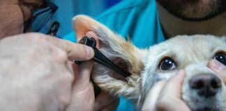 Czy ocet pomaga na swędzenie skóry?