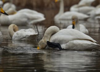 Dlaczego w nocy wszystko mnie swędzi?