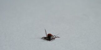 Jak zatrzymać wyciek limfy z rany?