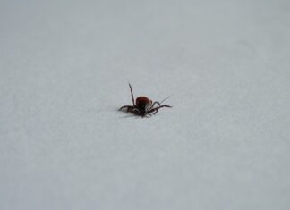 Jak zatrzymać wyciek limfy z rany? Jak zatrzymać wyciek limfy z rany?